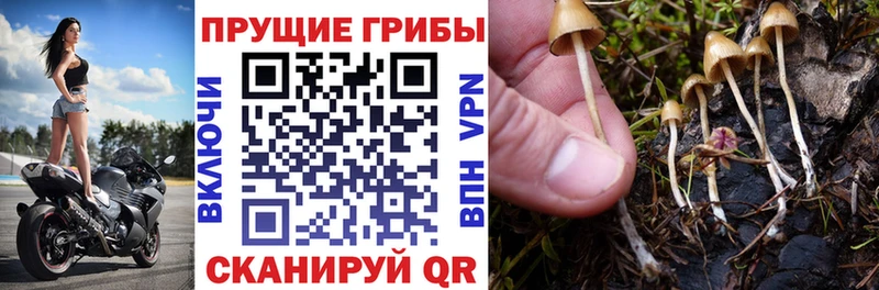Купить  Володарск  Псилоцибиновые грибы Psilocybine cubensis 